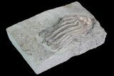 Crinoid (Macrocrinus) Fossil - Crawfordsville, Indiana #92758-1